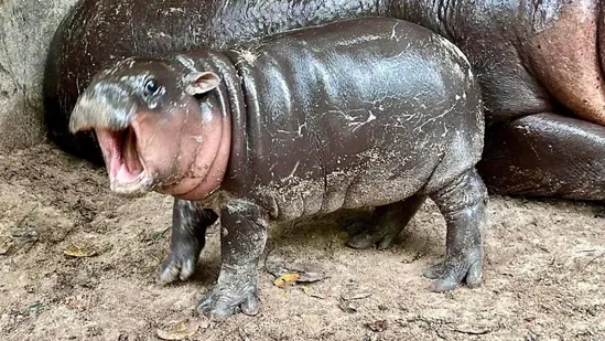 Baby Pygmy Hippopotamus